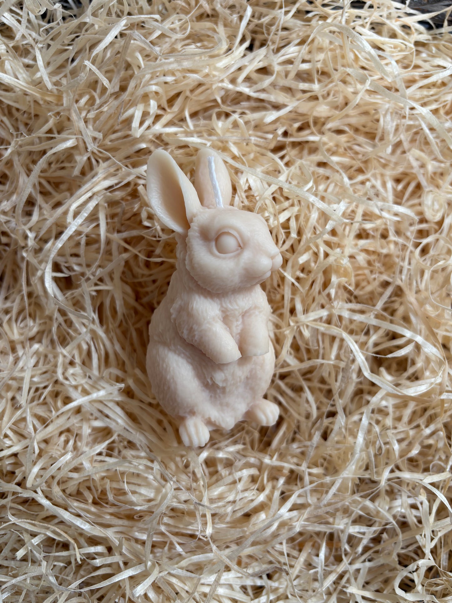 Bunny